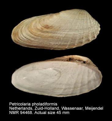 Petricolaria pholadiformis (6).jpg - Petricolaria pholadiformis (Lamarck,1818)